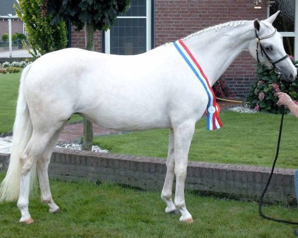 broodmare Leuns Veld’s Oriënta (Nederlands Welsh Ridepony, 1999, from Verona's Bo-Gi)