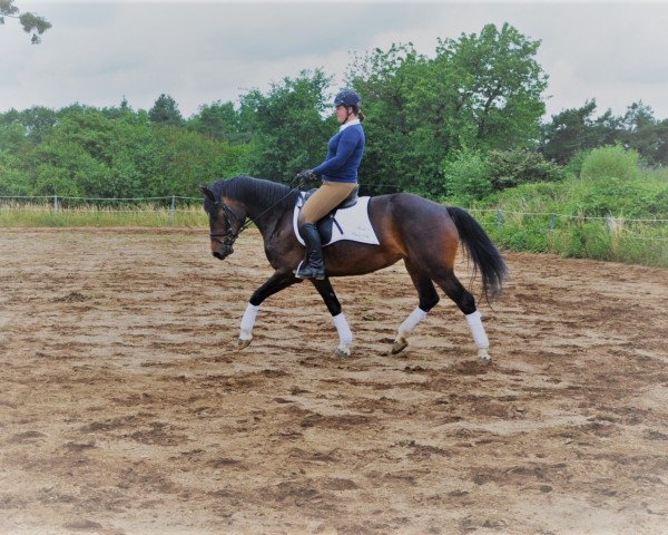 broodmare Havanna PBM (Freiberger, 2011, from Houston V CH) broodmare Havanna PBM (Freiberger, 2011, from Houston V CH)