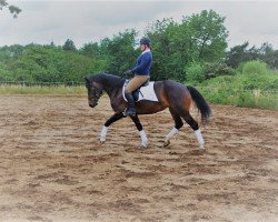 broodmare Havanna PBM (Freiberger, 2011, from Houston V CH)