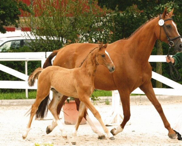 horse MA Jolie Fille (Zweibrücken, 2017, from Monte Bellino)