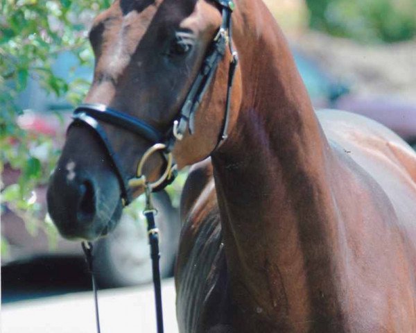 horse Ibikon´s Solano (Oldenburg, 2007, from Serano Gold)