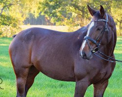 dressage horse Cappuccina 21 (Westphalian, 2012, from Conen)