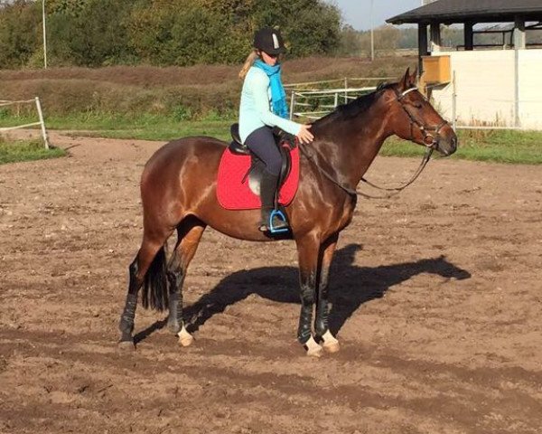 horse Qualité de la vie (German Sport Horse, 2011, from Quaterback)