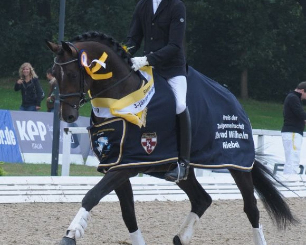 Deckhengst Sean Connery (Hannoveraner, 2007, von Sir Donnerhall I)
