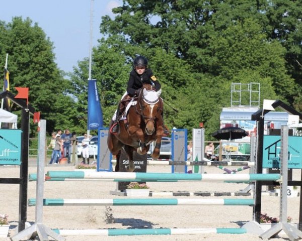 Springpferd Claire de Lune 8 (Deutsches Reitpony, 2008, von Charivari)