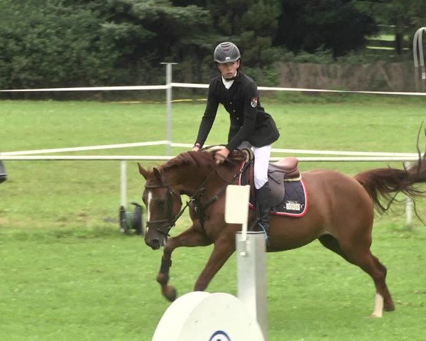 Reitturnier Memmingen 2017