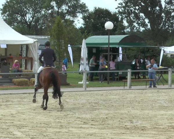 Reitturnier Ennigerloh-Neubeckum 2017
