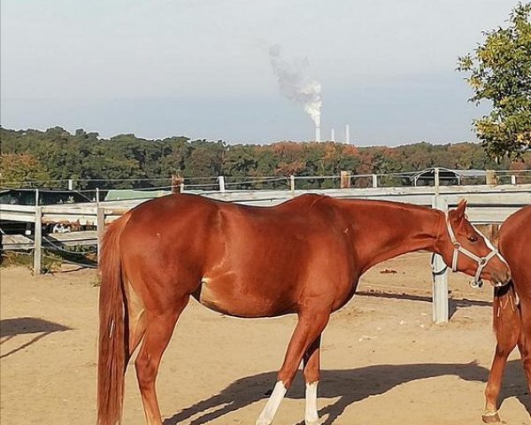 broodmare Claims Abendadina xx (Thoroughbred, 2015, from Allthegoldnftknox xx)