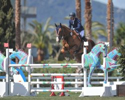 jumper Kraque Boom Hr (Belgian Warmblood, 2010, from Darco)