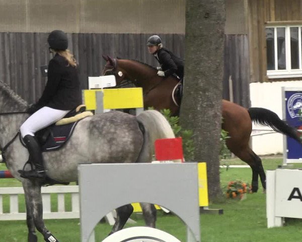 Reitturnier Memmingen 2017
