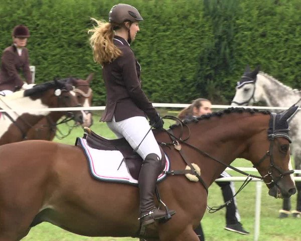 Reitturnier Memmingen 2017