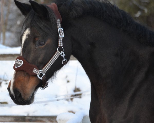 broodmare Briga Z (Zangersheide riding horse, 2009, from Balou du Rouet)