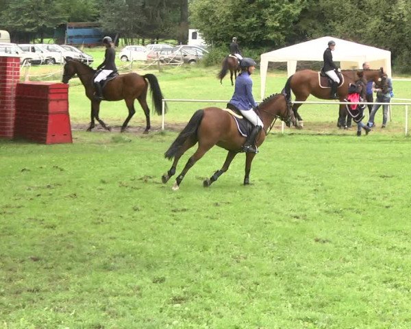Reitturnier Memmingen 2017