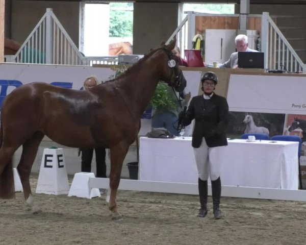 Reitturnier Fröhnerhof 2017