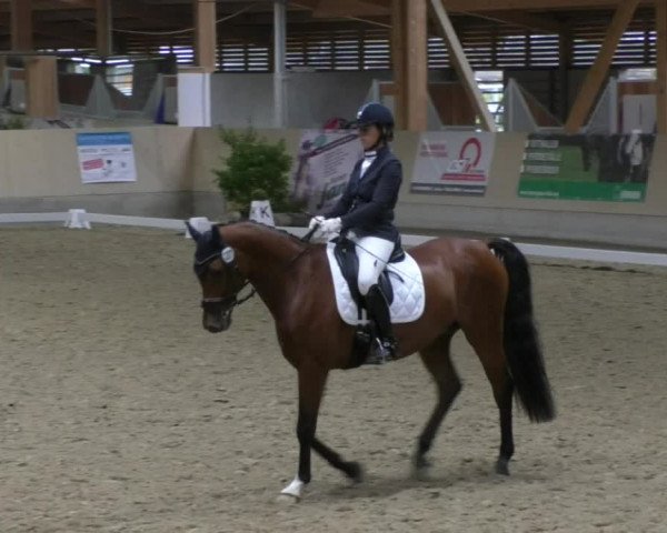 Reitturnier Fröhnerhof 2017