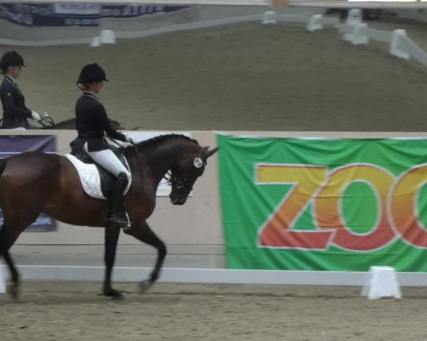 Reitturnier Fröhnerhof 2017