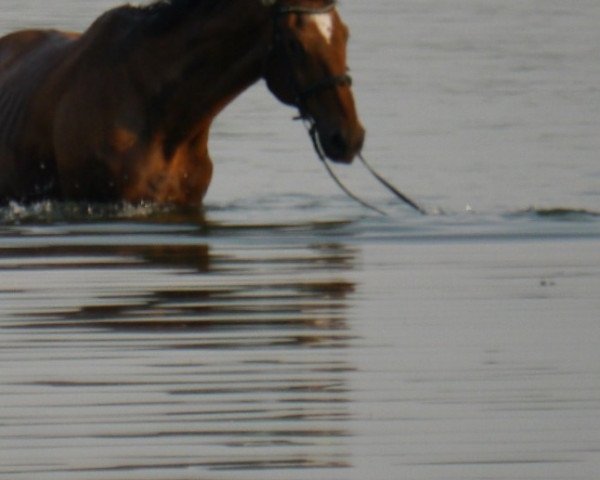 horse Wellington 215 (Hanoverian, 1994, from Warkant)