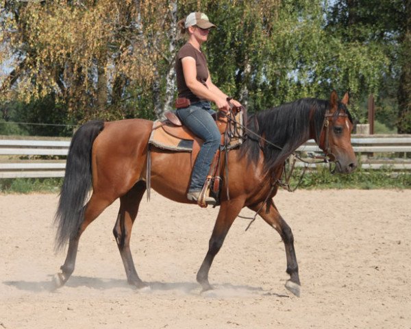 horse Alton (Arabian purebred, 2014, from Kahil Al Shaqab ox)