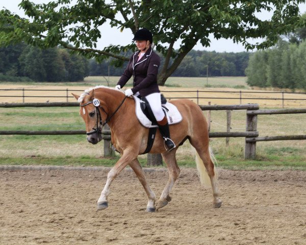 dressage horse Almbub (Haflinger, 2012, from Ampere)