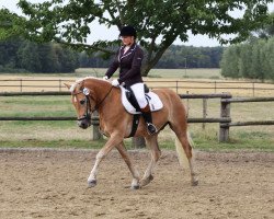 dressage horse Almbub (Haflinger, 2012, from Ampere)