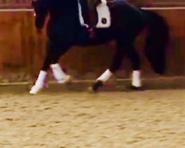 horse Ria R (Württemberger, 2004, from Ruehmann)