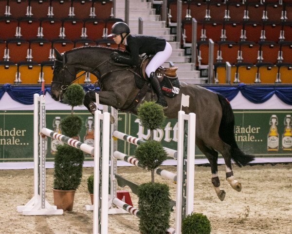 jumper Completely Nuts (Oldenburg show jumper, 2008, from Cormint) jumper Completely Nuts (Oldenburg show jumper, 2008, from Cormint)