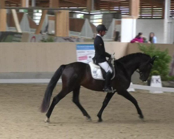 Reitturnier Fröhnerhof 2017