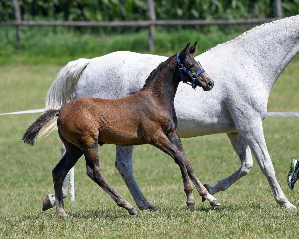 horse Hengst von Colman (Bavarian, 2018, from Colman)