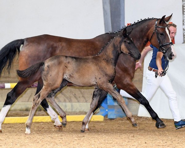 horse Stute von Daybreak M (Bavarian, 2018, from Daybreak M)