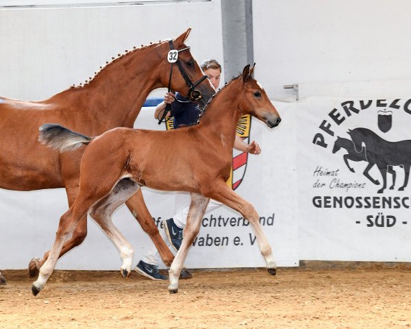 Pferd Le Vips (Deutsches Sportpferd, 2018, von Le Vivaldi)