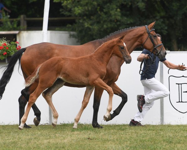 horse Date me 5 (Bavarian, 2018, from DSP de Sandro)