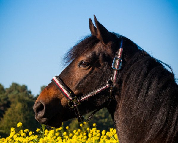 horse Cupido (New Forest Pony, 2007, from Manfred)