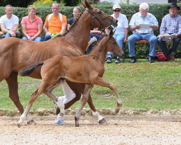 horse Stute von Daybreak M (Bavarian, 2018, from Daybreak M)