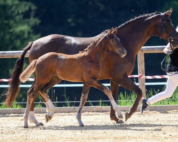 Dressurpferd Waahimas Golden Secret (Deutsches Sportpferd, 2018, von Secret)