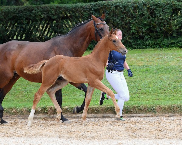 horse Hengst von Zackman M (Bavarian, 2018, from Zackman M)