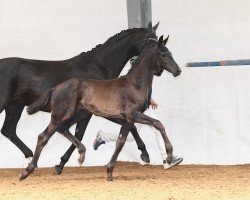 horse Dark Chocolate 54 (German Sport Horse, 2018, from Don Index)