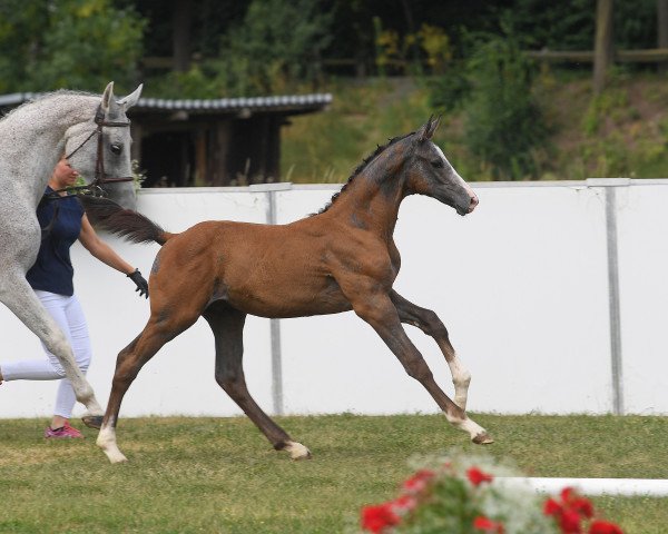 horse Hengst von Colorit (Bavarian, 2018, from Colorit)