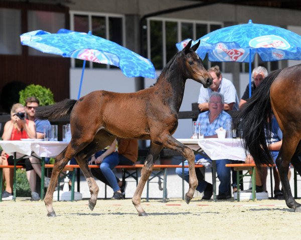 Pferd Stute von Cayado (Bayer, 2018, von Cayado 3)