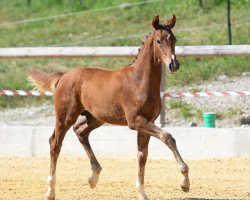 horse Brego Aragorn (Bavarian, 2018, from Blue Hors Baron)