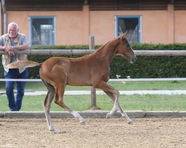Pferd Stute von Quantensprung (Bayer, 2018, von Quantensprung 3)