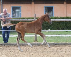 horse Stute von Quantensprung (Bavarian, 2018, from Quantensprung 3)
