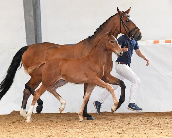 horse Bella Royal 5 (German Sport Horse, 2018, from Royal Doruto OLD)