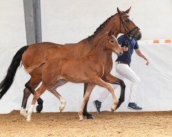 horse Bella Royal 5 (German Sport Horse, 2018, from Royal Doruto OLD)