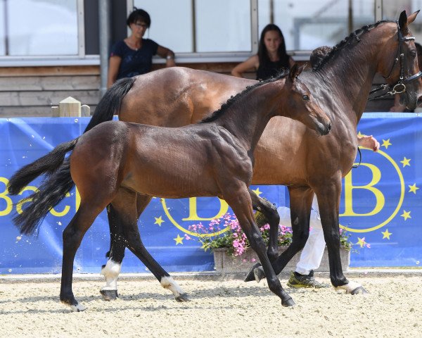 horse Stute von Adzaro de l'Abbaye / Contendro I (Bavarian, 2018, from Adzaro de l'Abbaye)