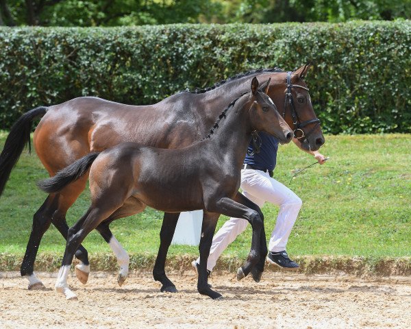 horse Stute von Daybreak M (Bavarian, 2018, from Daybreak M)