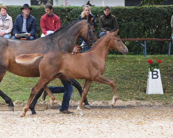 dressage horse Domieno 4 (German Sport Horse, 2018, from Domani 28) dressage horse Domieno 4 (German Sport Horse, 2018, from Domani 28)