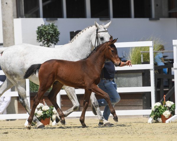 Pferd Hengst von Cayado (Bayer, 2018, von Cayado 3)