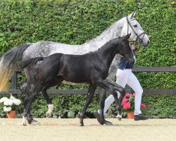 horse Hengst von Quabri de l'Isle / Diarado (Bavarian, 2018, from Quabri de l'Isle)