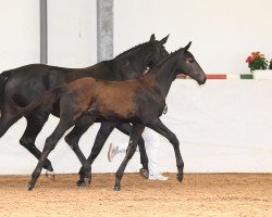 dressage horse Big Balduin (German Sport Horse, 2018, from Bailando)