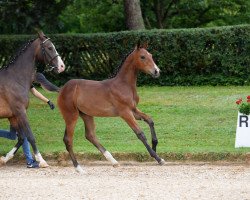 horse Stute von Domani (Bavarian, 2018, from Domani 28)